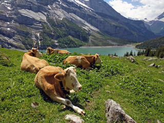 Fototapeta na wymiar Cows laying on grass at Oeschinen Lake in the Bernese Oberland, Switzerland, near Kandersteg