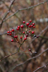 red tree berries