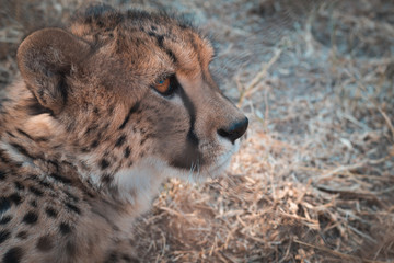 chita