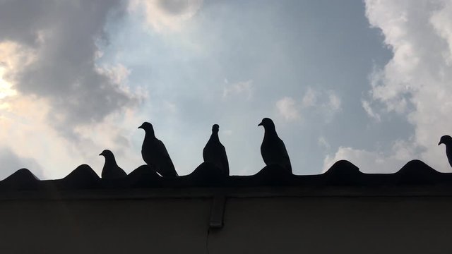 Pigeons on the roof and cloud in the sky