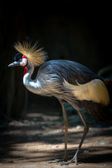 crowned crane