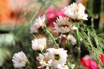 Macro of white flowers