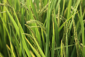 rice paddy.Grain by grain,Summer green rice fields.