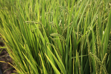 rice paddy.Grain by grain,Summer green rice fields.
