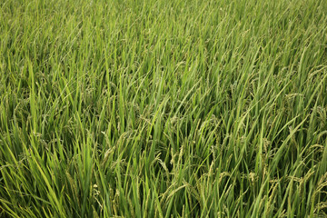 rice paddy.Grain by grain,Summer green rice fields.