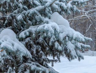 Christmas tree in winter in snowfall .Pine branches are covered with snow in the cold.