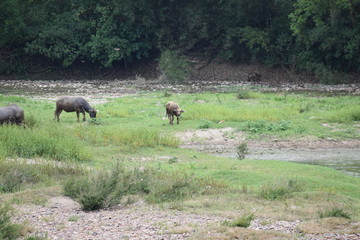 Water Buffalo