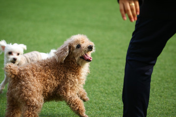 Happy puppies in a private playground
