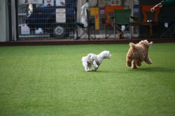 Happy puppies in a private playground