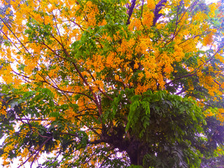 flowers in the garden