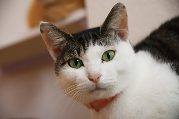 猫の顔、正面から