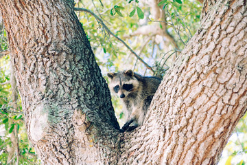 Curious Raccoon resting in tree 
