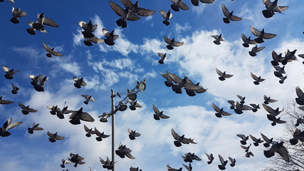 birds many flying on the sky