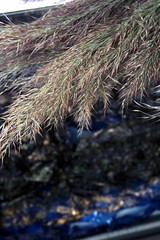 Reed plant green branches on glass in background reflection