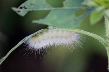 Caterpillar