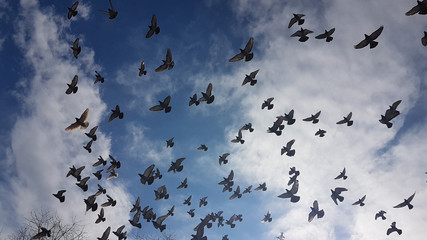 birds many flying on the sky