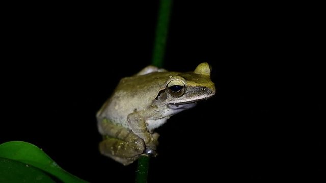 Golden Tree Frog, Polypedates leucomystax, perched on a big stem of a plant while croaking the night away.