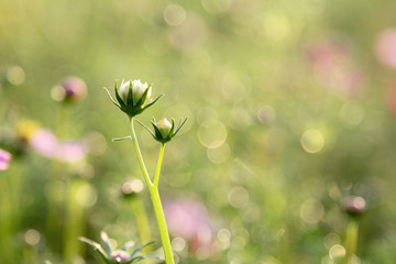 bud flowers in the green field
