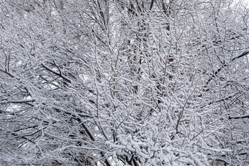 Frozen Branches