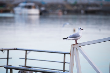 close-up view of a seagull. seagull's standing pose.