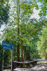 Chomphu Phu Kha trees bloom in Doi Phu Kha National Park, Nan, Thailand.