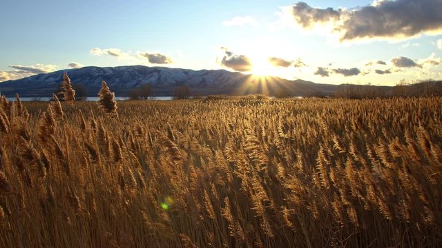 Sun shining on golden grassy reeds at sunset as they blow in the breeze.