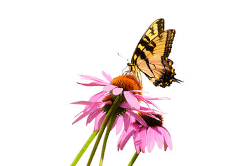Eastern tiger swallowtail yellow butterfly in purple pink cone flowers isolated on white background