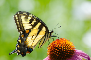 Eastern tiger swallowtail yellow butterfly on purple cone flowerwith open soft focus green background