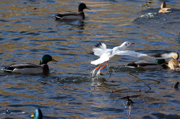 Fototapeta premium Wild ducks and gulls live on a lake in a residential area of Kiev