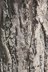 tree texture. ginkgo texture.