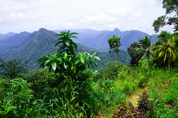 Fototapeta na wymiar Jungle-covered mountains in Sri Lanka's Hill Country