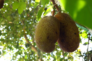jackfruit on tree