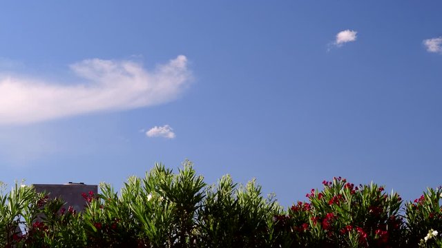 Clouds pass by over blooming Nerium olander trees
