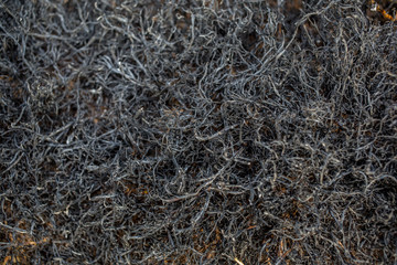 Fototapeta na wymiar Close up of burned grass as background texture