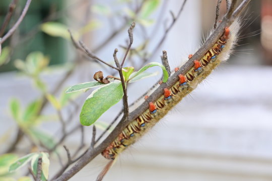 small caterpillar animal on tree