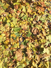 Autumn leaves of various colors, including ginkgo, maple leaves, willow leaves, etc.