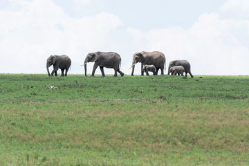 Naklejka na ściany i meble An Elephant family grazing in the plains of Africa during a wildlife safari inside Masai Mara National Reserve
