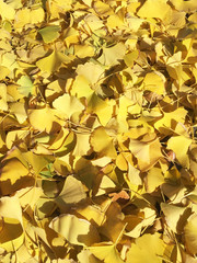 Autumn leaves of various colors, including ginkgo, maple leaves, willow leaves, etc.