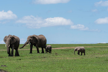 Naklejka na ściany i meble An Elephant and its calf grazing in the plains of Africa during a wildlife safari inside Masai Mara National Reserve
