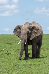 Fototapeta na wymiar A lone elephant grazing next to a lone acacia tree in the plains of Africa inside Masai Mara National Reserve during a wildlife safari