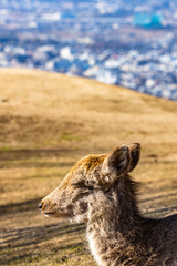 deer at mt. Wakakusa in Nara