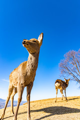 Obraz premium deer at mt. Wakakusa in Nara
