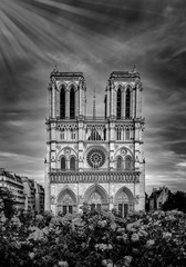 Notre-Dame Cathedral in Paris France with Roses Black and White Photography
