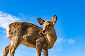 deer at mt. Wakakusa in Nara