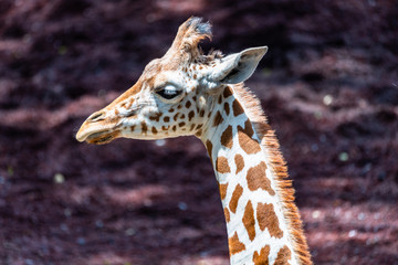 close up photo of giraffe