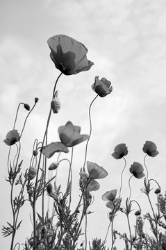 Fototapeta Poppy Flowers Black and White Photography