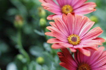 Obraz premium naturaleza, huerta, verde, fábrica, verano, margarita, flora, hermoso, flor, florecer, primavera, florecer, beldad, macro, rosa, brillante, blanco, floral, close-up, abeja, pétalo, brotar