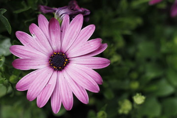 Obraz premium margaritas flor morada bella 