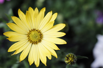 amarillas margaritas flor naturaleza 