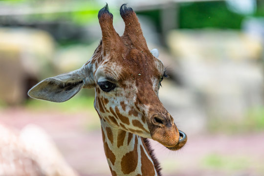close up photo of giraffe
